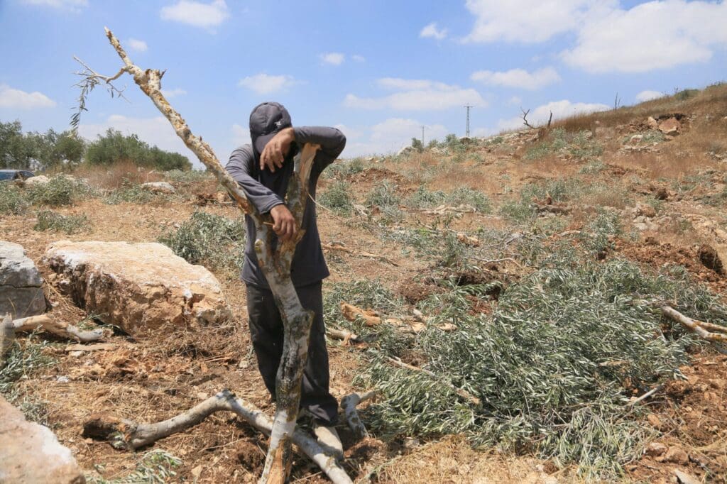 A grieving Palestinian leans against the olive tree uprooted