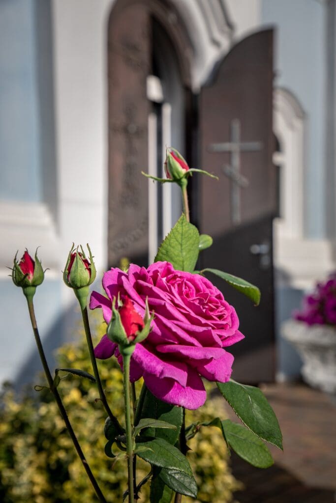 Una rosa crece cerca a una puerta con una cruz.