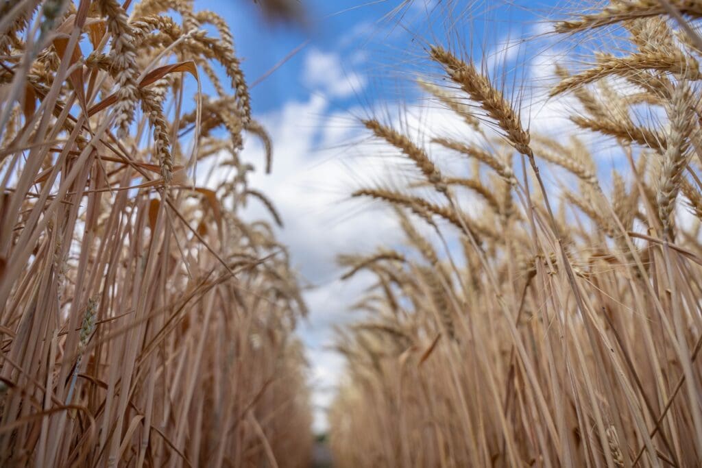 Un campo de trigo.