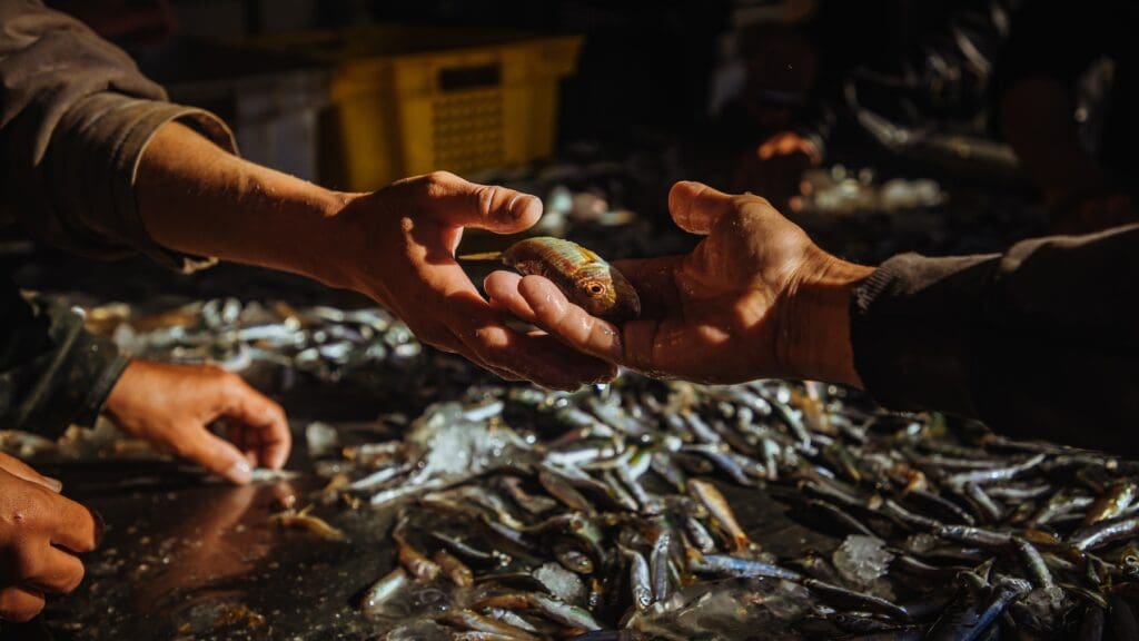 Enfoque de dos manos con pescados.