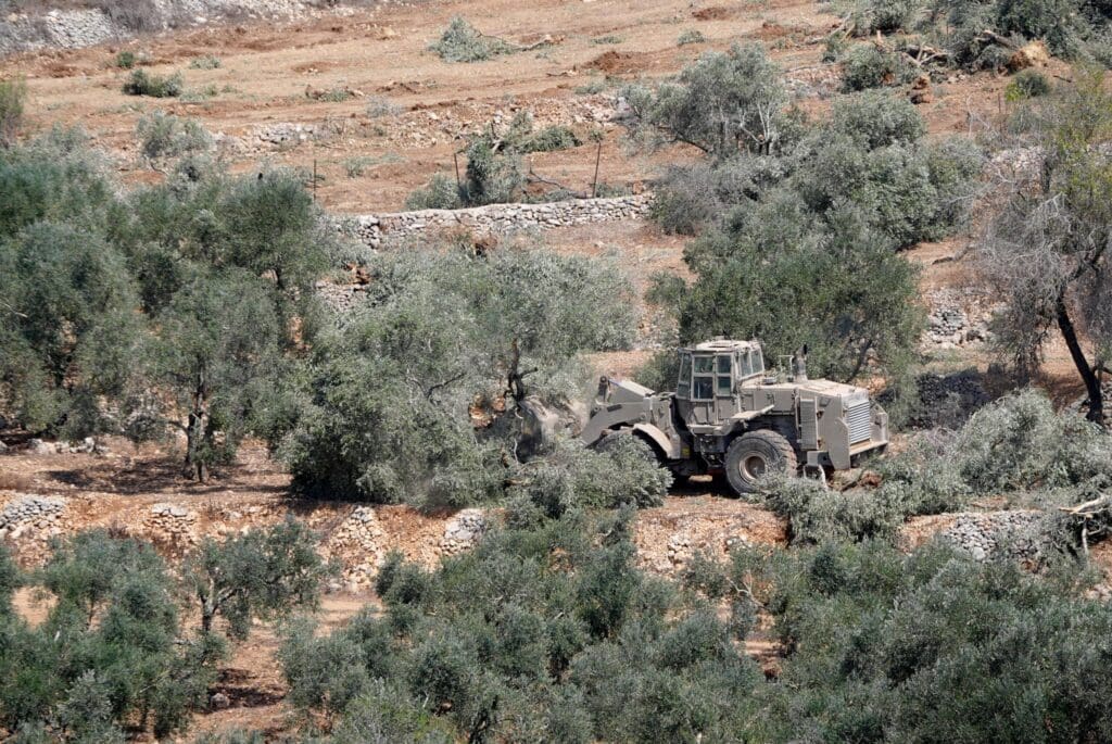Un tractor arranca olivos de raíz.