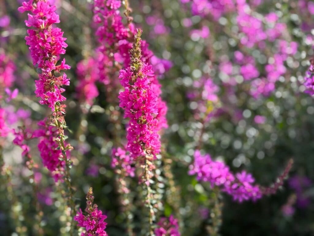 Fiori rosa.