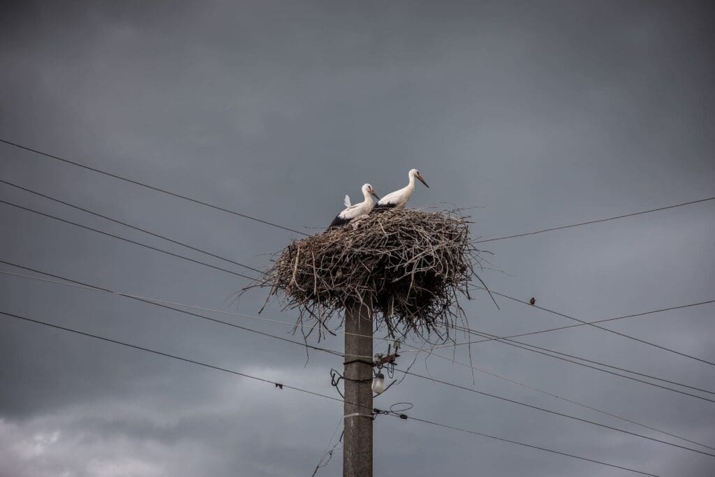 Nido di cicogne su un palo elettrico.