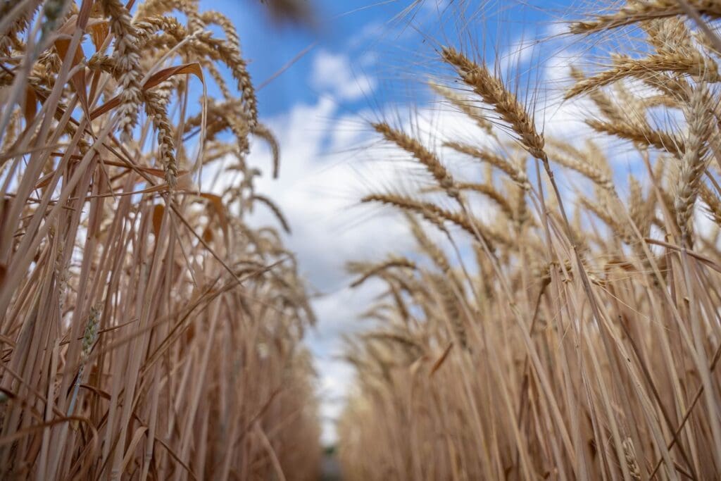 Spighe di grano.