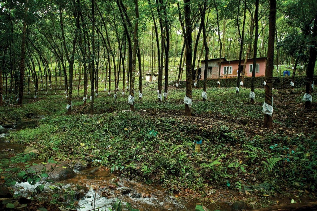 a plantation of rubber trees, each bearing a bag to collect the latex sap, stretches into the distance, with a small building visible in the background.