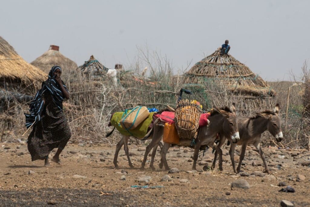 A woman drives donkeys to transport  water in the drought-stricken district of Higlo Kebele, Ethiopia.