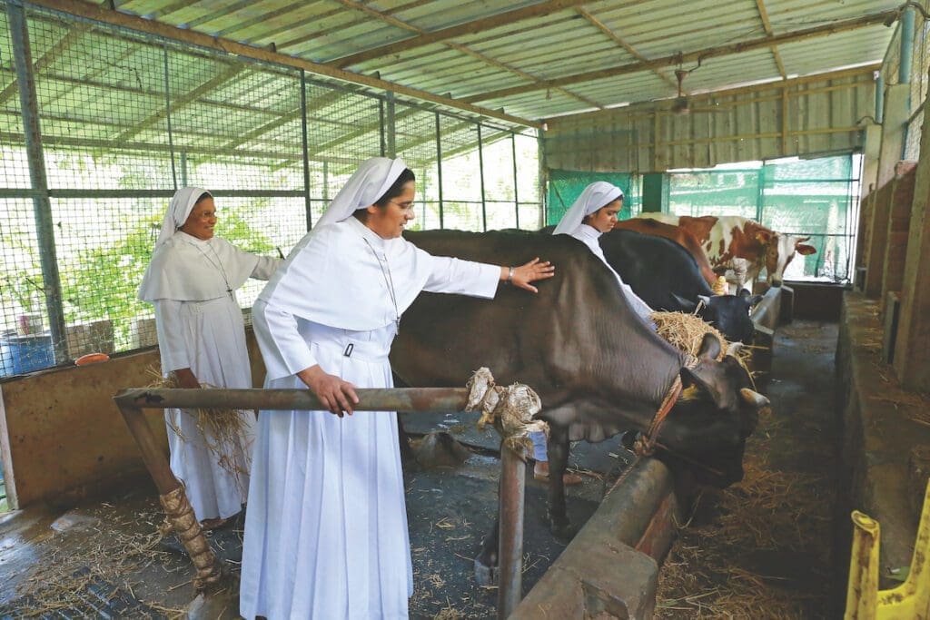 Religious sister in white habits care for their cows in India.